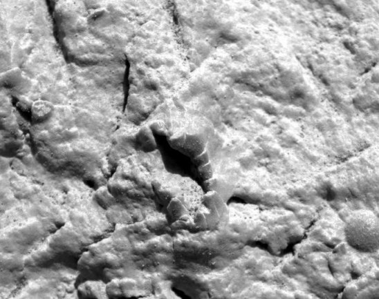 34crinoidc