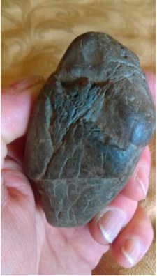 Fossilized bird