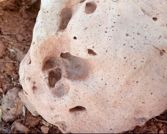 Is this a fossil cat paw - FB Paleo Gp 10 Oct 16
