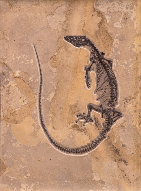 Tom Wiewandt fossil-varanid-lizard_sm_300
